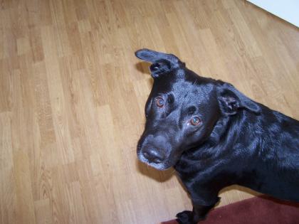 Baron.liebevoller Labrador-Schäferhund-Mix sucht neues Zuhause