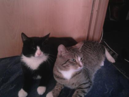 2 Katzen zu verkaufen