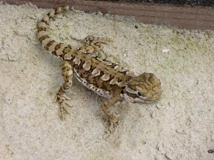 DRINGEND 0.1 Zwergbartagame abzugeben