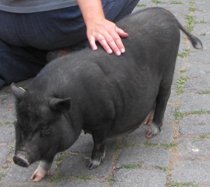 Hängebauchschweinferkel vom Biohof zu verkaufen