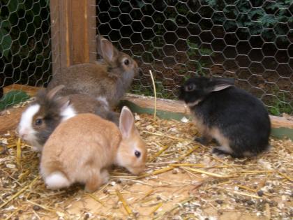 Zwergkaninchen auch Versand m.