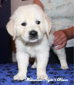 Golden Retriever Welpen