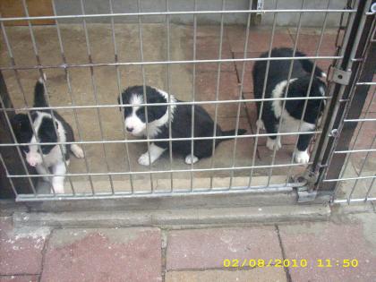 Border Collie Welpen