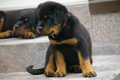 ROTTWEILER WELPEN