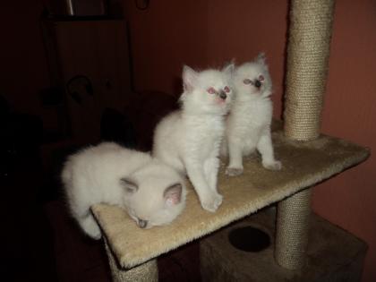 Reinrassige ragdoll Kitten Babys in blue colourpoint