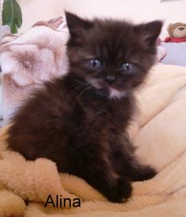 Alina, ein kleines Exotic Shorthairmädchen