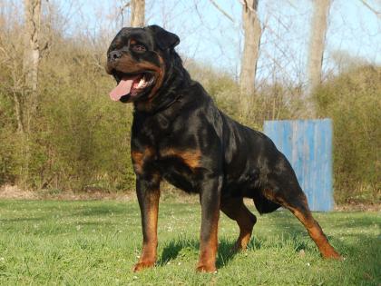 Rottweilerwelpen