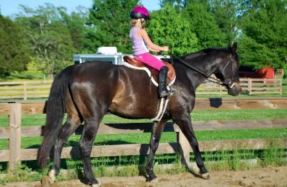 Gesund  Holsteiner Wallach Pony