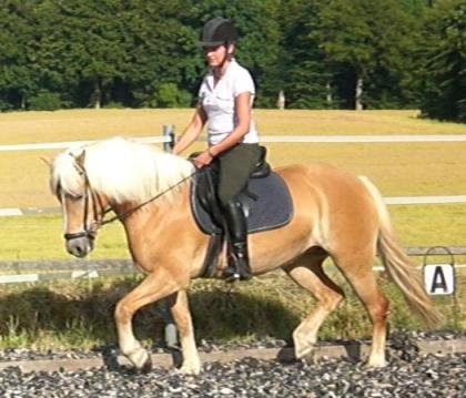 Reitbeteiligung für (sportl.) Hafistute gesucht, nähe Itzehoe