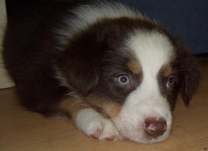 Gesunde bildhübsche Australian Shepherd Welpen