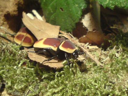 Pachnoda marginata peregrina