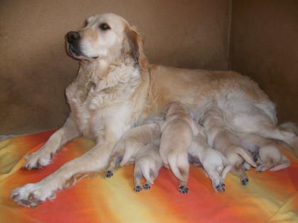 7 Golden Retriever Welpen suchen ein liebevolles Zuhause