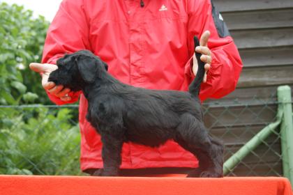 Riesenschnauzer Welpen abzugeben