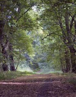 Wald-Initiative sucht händeringend Grundstücke im Großraum Neuss