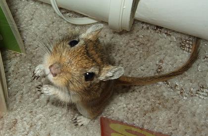 Junge Wüstenrennmäuse/Gerbils abzugeben