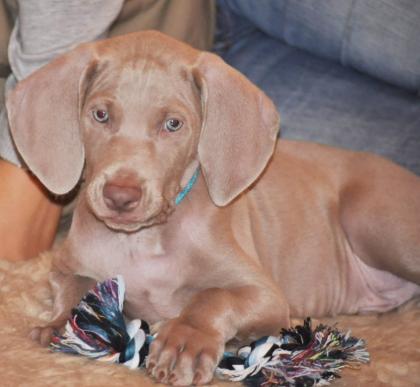 Weimaraner Rüde mit FCI Stambaum