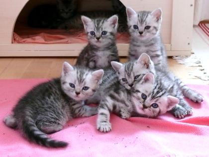 BKH Britisch Kurzhaar Silvertabby Whiskas- Kitten abzugeben