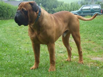 Bullmastiff Deckrüde mit Papiere