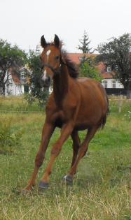 Jährlingshengst mit bester Springabstammung sucht dringend!