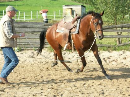 Reitunterricht auf Quarterhorses bei Düsseldorf und mobil