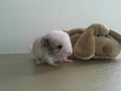 Chinchilla Babys suchen liebevolles Zuhause