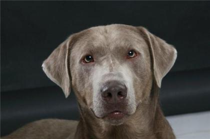 Silberner Labrador Deckrüde & Silber Labrador Welpen, aus überprüfter Zucht