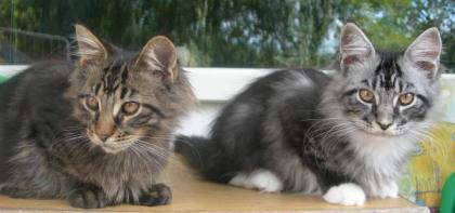 Maine Coon Boys