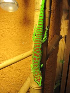 Adultes Phelsuma Mad Grandis Männchen High Red 