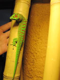 Adultes Phelsuma Mad Grandis Weibchen High Red