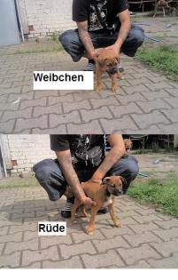 2 Boxermischlinge -Welpen (1 Weibchen, 1 Rüde) zu verkaufen 
