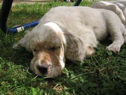 English Setter Welpen zu vergeben