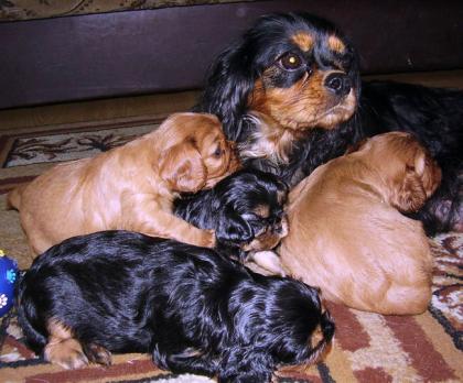 Cavalier King Charles Spaniel