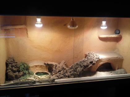 2 bartagame mit Terrarium und Zubehört abzugeben