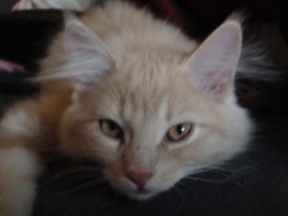 Süße Maine Coon MIX Kitte Beige