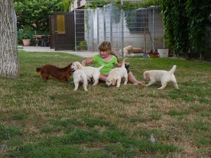 4 Golden Retriever Welpen