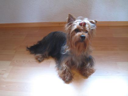 Yorkshire Terrier 2 Jahre 300€VB