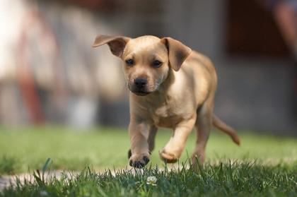 Obligatorischer Theoriekurs für Erst-Hundehalter: Sachkundennachweis SKN für Hun