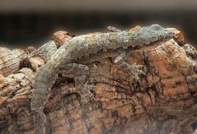 Habe 2 schöne asiatische hausgeckos zu verkaufen