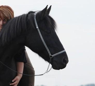 Biete Reitbeteilgung in 65468 Geinsheim an Isländer-Friesen-Mix