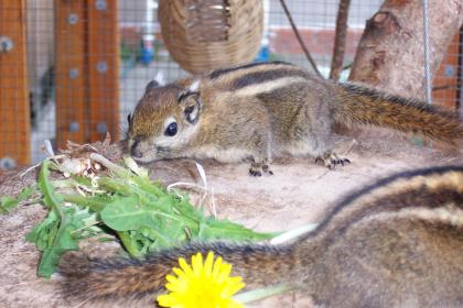 BAUMSTREIFENHÖRNCHEN nestjung artgerechte Hobbyzucht