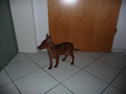 Rehpinscher, Zergpinscher, 12 Wo. alt, Rüde