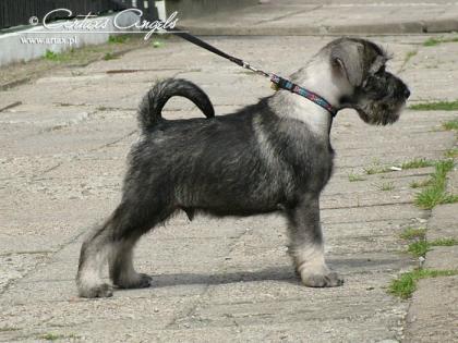 Mittelschnauzerwelpen, Hervorragende Champion Blut