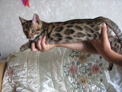 Bengalkitten