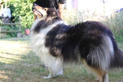 Collie Tricolour Hündin 1Jahr alt sucht