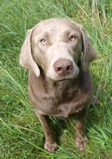 SELTENE Silberne Labrador Welpen abzugeben..