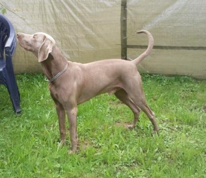 Schöner Weimaraner Deckrüde