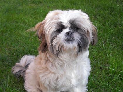 Reinrassiger Shih Tzu Rüde sucht Hündin zum Decken