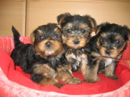 Yorkshire Terrier