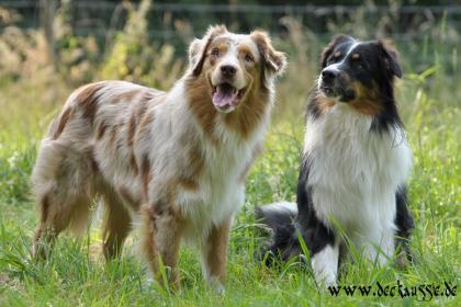 Australian Shepherd Zuchtrüden und Welpenvermittlung   ASCA 