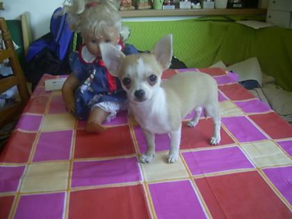 Kurzhaar Chihuahua mänchen 